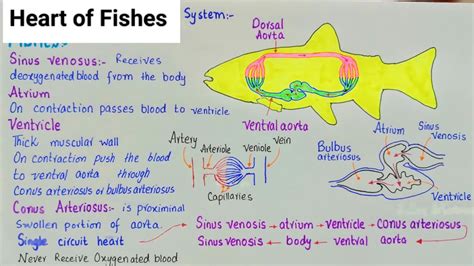 Explain how the circulatory systems of fish, amphibians, and birds .